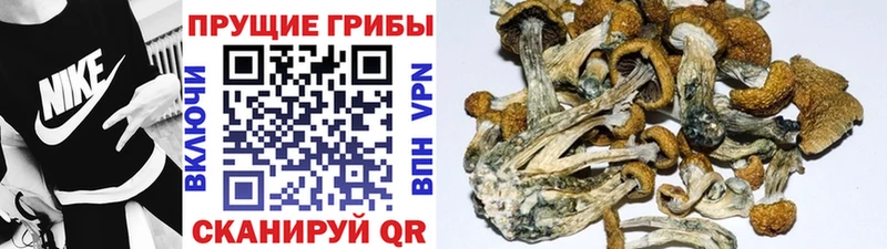Псилоцибиновые грибы прущие грибы где купить наркоту Пыть-Ях